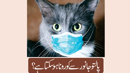 پالتو جانور سے کورونا ہو سکتا ہے؟ 