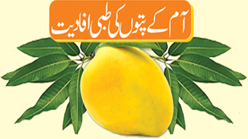 آم کے پتوں کی طبی افادیت 