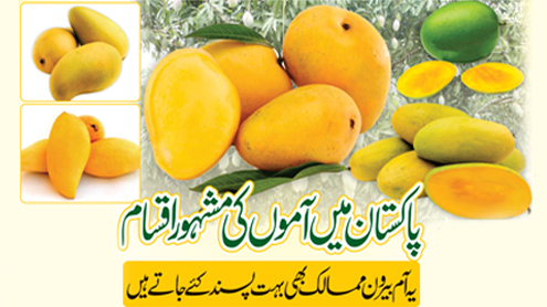 پاکستان میں آموں کی مشہور اقسام یہ آم بیرون ممالک بھی بہت پسند کئے جاتے ہیں