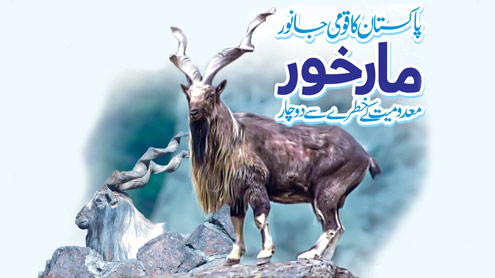 مار خور،  پاکستان کا قومی جانور،  معدومیت کے خطرے سے دوچار