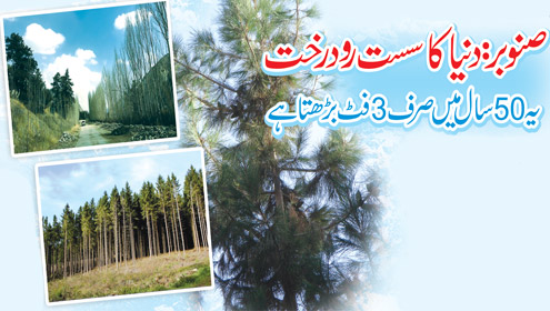 صنوبر :دنیا کا سست رو درخت جو 50سال میں صرف 3فٹ بڑھتا ہے