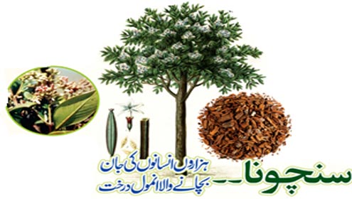 سنچونا۔۔ہزاروں انسانوں کی جان بچانے والا انمول درخت