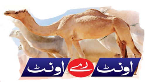 اونٹ رے اونٹ 