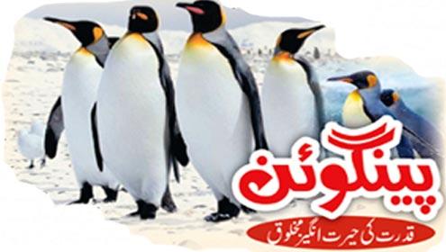 پینگوئن:قدرت کی حیرت انگیز مخلوق
