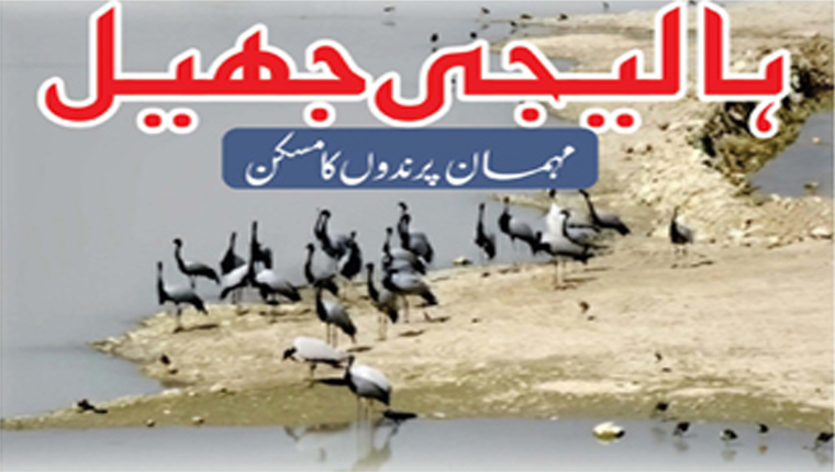 ہالیجی جھیل :مہمان پرندوں کا مسکن