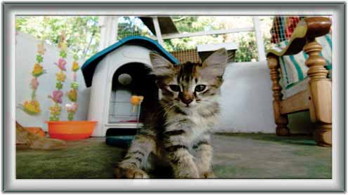 بلیوں کے بارے میں چند دلچسپ حقائق 