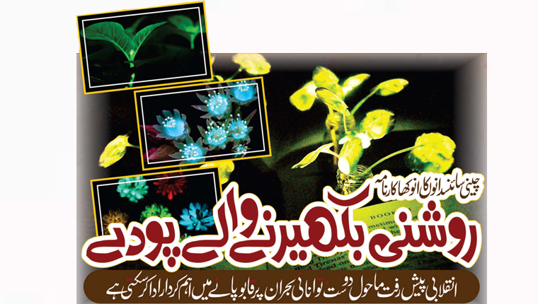روشنی بکھیرنے والے پودے:چینی سائنسدانوں کا انوکھا کارنامہ