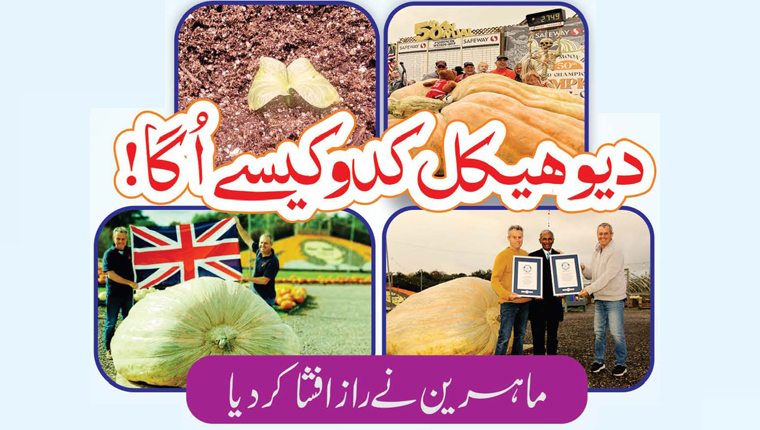 دیوہیکل کدوکیسے اُگا!