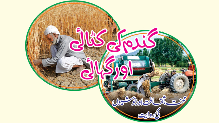 گندم کی کٹائی اور گہائی 