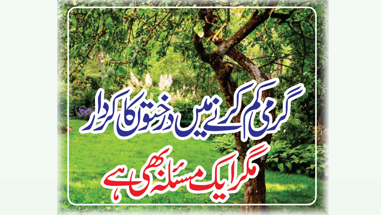 گرمی کم کرنے میں درختوں کا کردار، مگر ایک مسلئہ بھی ہے