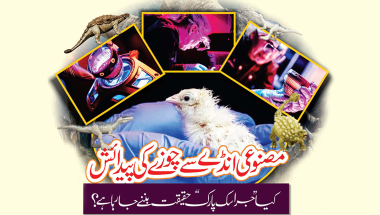 مصنوعی انڈے سے چوزے کی پیدائش