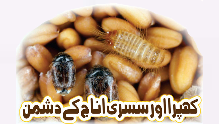 کھپرا اور سسری اناج کے دشمن