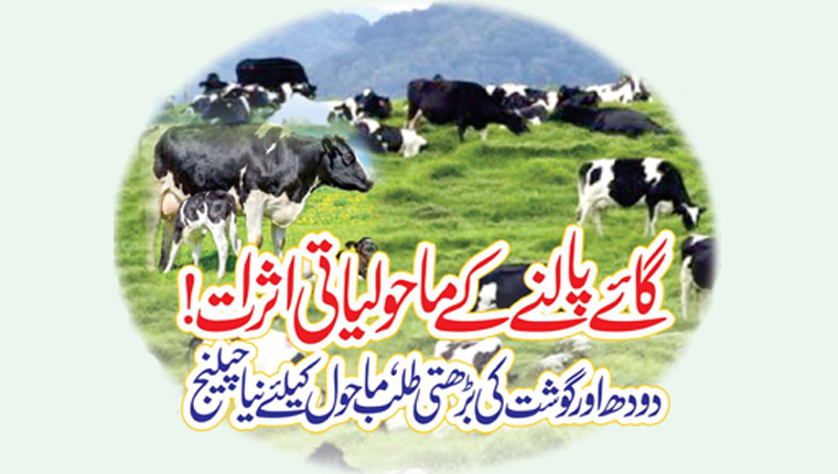 گائے پالنے کے ماحولیاتی اثرات! 