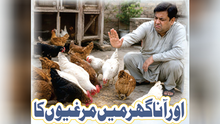 اور آنا گھر میں مرغیوں کا