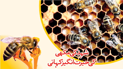 شہد کی مکھی کی حیرت انگیز کہانی 