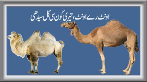 اونٹ رے اونٹ، تیری کون سی کل سیدھی