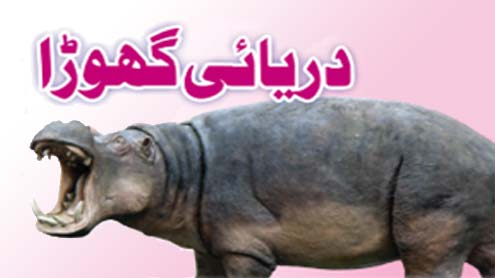 دریائی گھوڑا