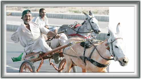 گدھا گاڑی ریس 