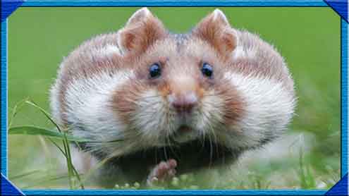 چو ہے نما جانور کا من ہیمسٹر
