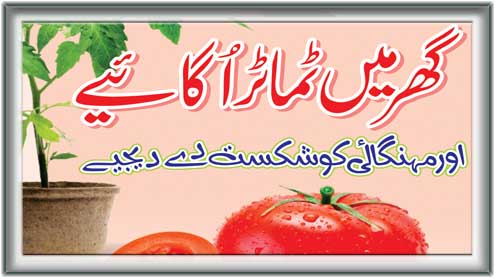 گھر میں ٹماٹر اُگائیے اور مہنگائی کو شکست دے دیجیے 