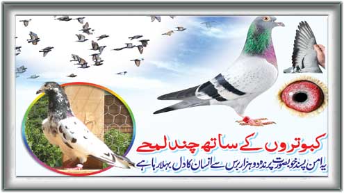 کبوتروں کے ساتھ چند لمحے 