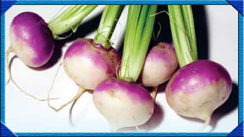 شلجم یا شلغم 